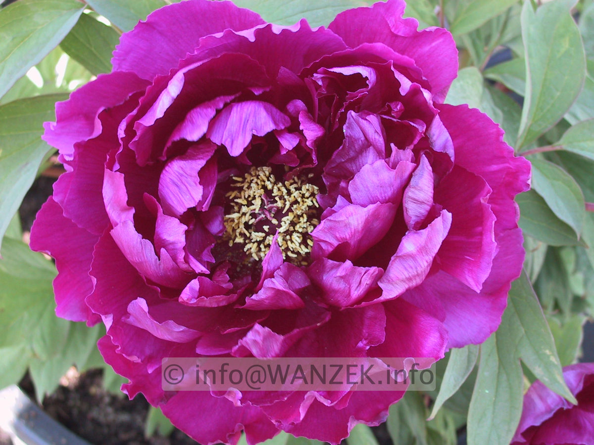Paeonia suffruticosa Violett-1.JPG